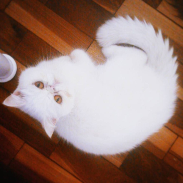 Eine wei√üe Katze sitzt auf dem Boden.