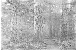 Schwarz-weiß-Foto eines Pfades, der sich durch einen Wald aus hohen Rotbuchen schlängelt, mit einem Fahrrad, das am Wegesrand geparkt ist, Ästen, die nach oben reichen, und saftigem grünem Gras, das den Boden bedeckt; Text unten.