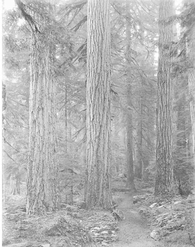 Schwarz-weiß-Foto eines Pfades, der sich durch einen Wald aus hohen Rotbuchen schlängelt, mit einem Fahrrad, das am Wegesrand geparkt ist, Ästen, die nach oben reichen, und saftigem grünem Gras, das den Boden bedeckt; Text unten.