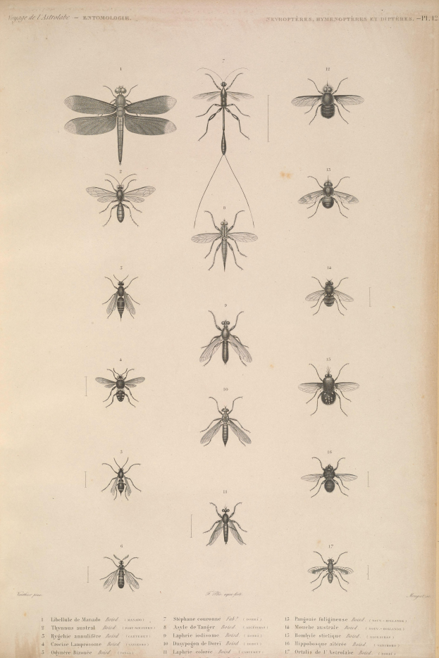 Ein Buch mit Bildern und Text über verschiedene Insekten, einschließlich einer Libelle, die auf seinen Seiten angezeigt wird.