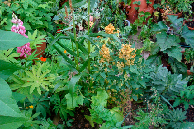 Ein Garten voller verschiedener Pflanzen, einschließlich mehrerer blühender Pflanzen.