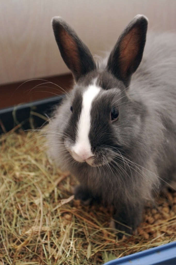 Ein Kaninchen sitzt auf grünem Gras in einer blauen Wanne, mit einer Wand im Hintergrund.