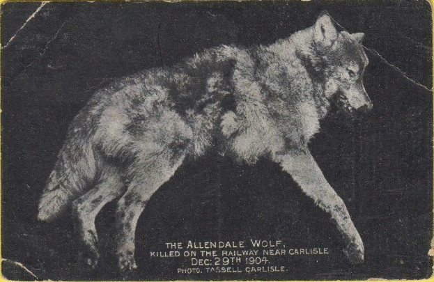 Schwarz-weiß-Foto eines Wolfs auf einem gelben Hintergrund mit dem Text "Der Allendale Wolf getötet auf der Bahnstrecke in der Nähe von Carlisle" darunter.
