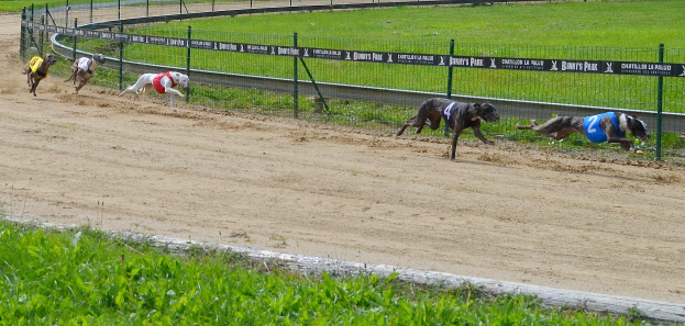 Dackel im Vollsprint: Hunde messen ihre Sprintstärke