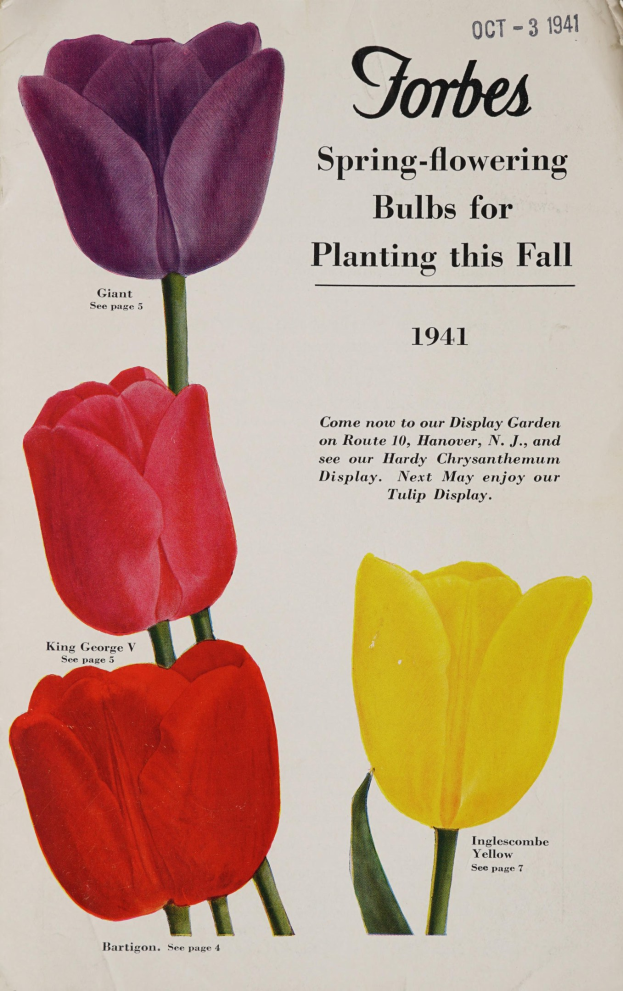 Plakat aus dem Jahr 1941 mit drei roten, gelben und violetten Tulpen, die symmetrisch angeordnet sind und sich leicht überlappen, sowie der Aufschrift "Forbes Frühlingsblüher für die Pflanzung im Herbst 1941" quer darüber auf einem weißen Hintergrund.