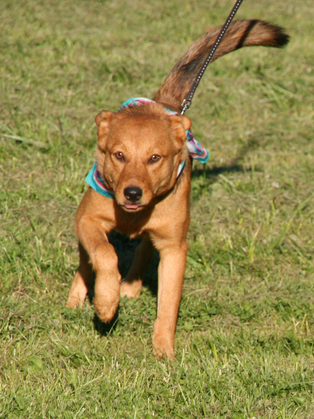 Ein Hund läuft auf Gras und trägt einen Gürtel.