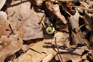 Eine Biene liegt auf dem Boden umgeben von trockenen Blättern und Zweigen.