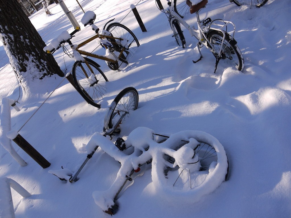Eine Reihe von Fahrrädern, teilweise mit Schnee bedeckt, neben einem Baumstamm und einer Straße geparkt.