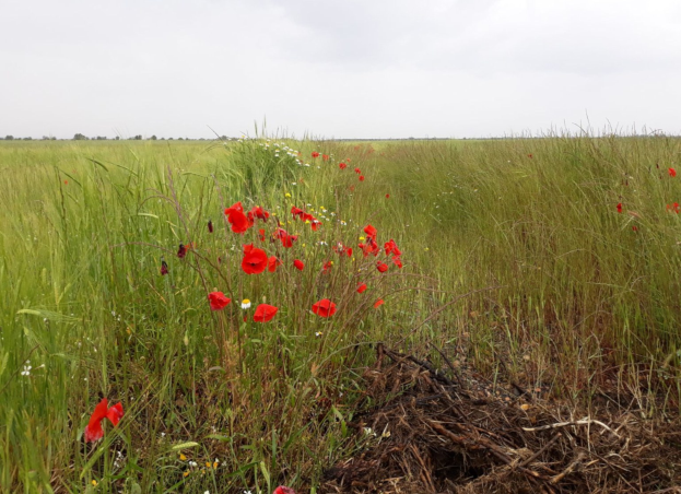 Ein Feld mit hohem Gras und verstreuten Wildblumen, darunter Klatschmohn, unter einem sichtbaren Himmel.