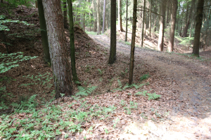 Ein Schotterweg schlängelt sich durch einen dichten Wald aus hohen Bäumen mit üppiger grüner Vegetation, der Boden ist mit trockenen Blättern bedeckt.