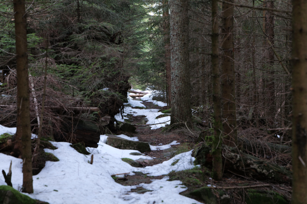 Ein schneebedeckter Pfad in einem Wald mit hohen, grünen Bäumen ändlich