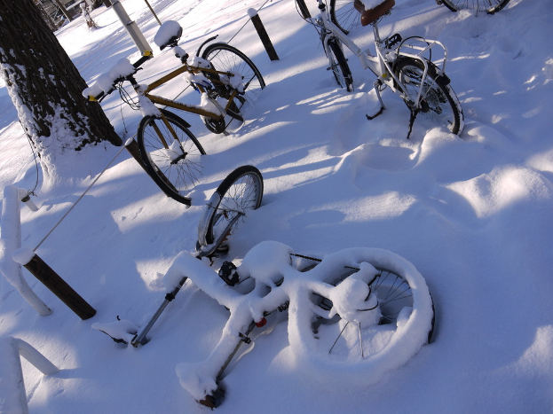 Viele Fahrrader teilweise mit Schnee bedeckt stehen neben einem Baumstamm und einer Strasse.