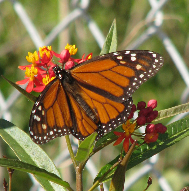 Ein oranges und braunes Schmetterling steht auf einer Blume mit grünen Blättern, mit einem unscharfen Zaun im Hintergrund.