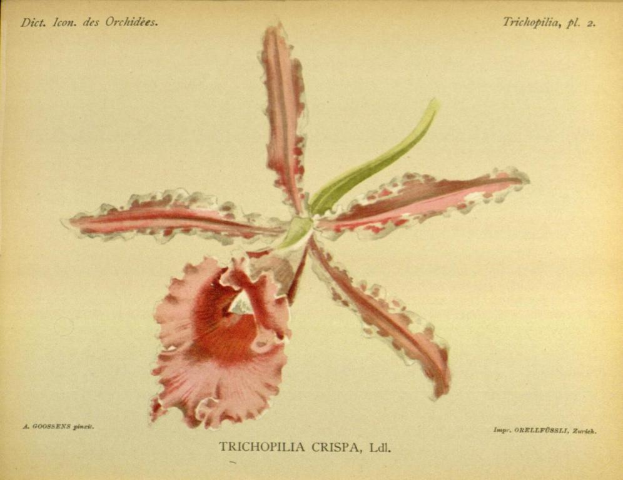 Ein Bild mit einer Blume mit sichtbaren Blütenblättern in der Mitte und Text unten.