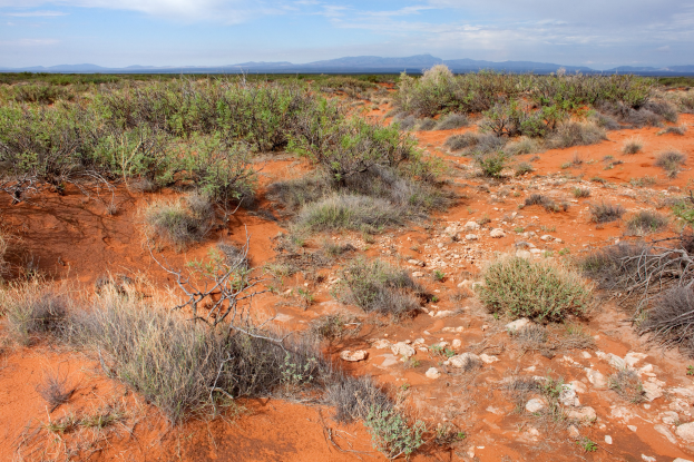 Wüstenlandschaft mit rotem Sand, spärlicher Vegetation, Pflanzen, Steinen, fernen Hügeln und bewölktem Himmel.