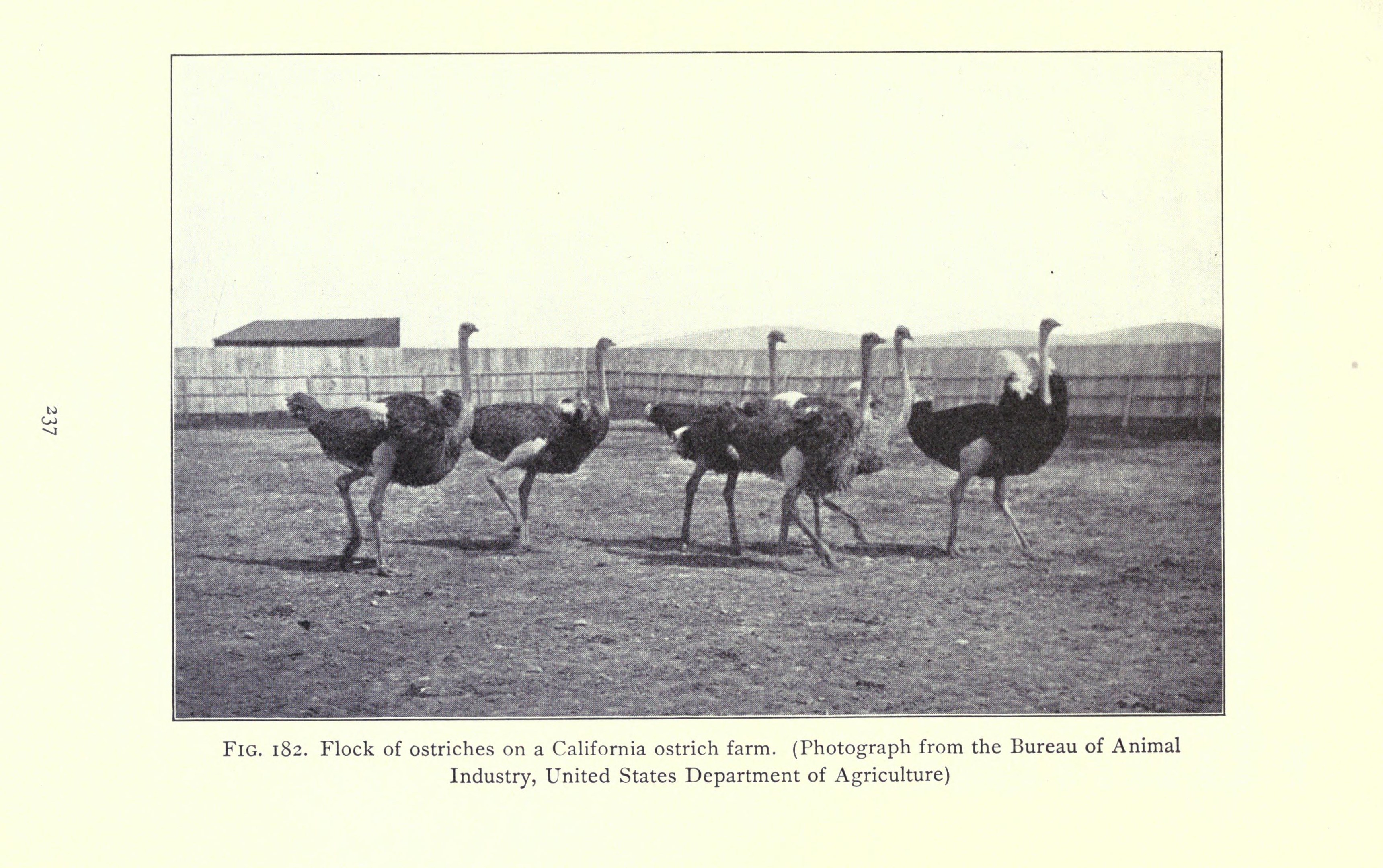 Eine Schar von Straußen auf einer kalifornischen Straußenfarm mit einem Zaun, Haus und Himmel im Hintergrund und Text am unteren Rand des Bildes.