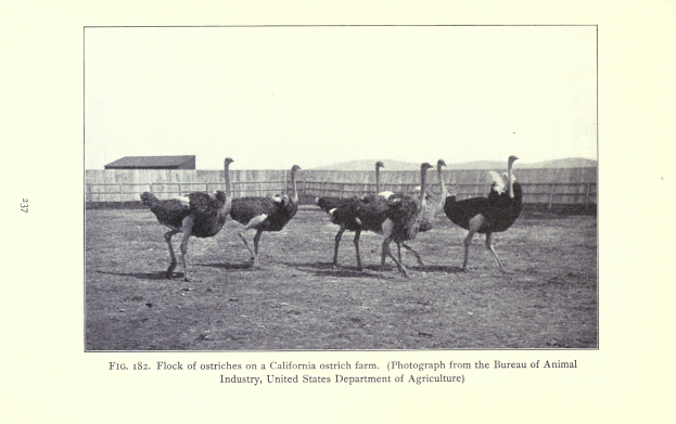 Eine Schar von Straußen auf einer kalifornischen Straußenfarm mit einem Zaun, Haus und Himmel im Hintergrund und Text am unteren Rand des Bildes.