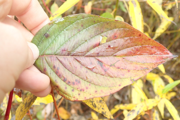 Eine Person hält ein Blatt mit roten Flecken, was auf Eichenlaub hinweist, mit ein paar Pflanzen im Hintergrund.