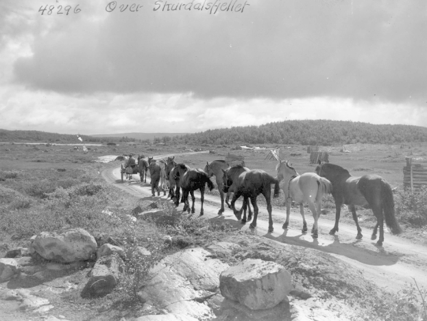 Eine Gruppe von Pferden, die auf einem Schotterweg umgeben von Gras, Pflanzen und Felsen gehen, mit Bäumen und einem bewölkten Himmel im Hintergrund und Text oben auf dem Bild.