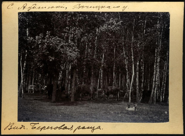 Schwarz-weiß-Foto von Kühen, die auf einer bewaldeten Fläche grasen, mit Text am unteren Rand.