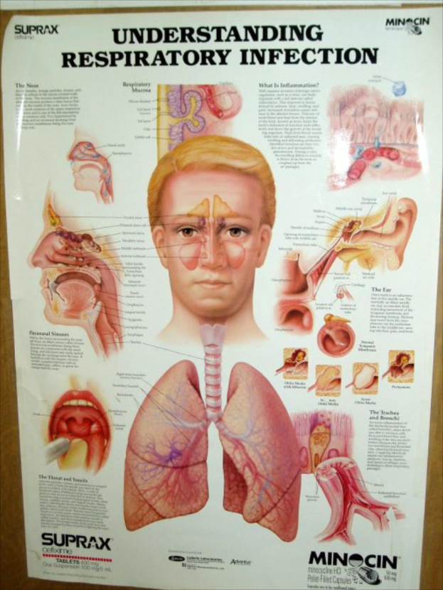 Ein Plakat mit verschiedenen Körperteilen einer Person und begleitendem Text.
