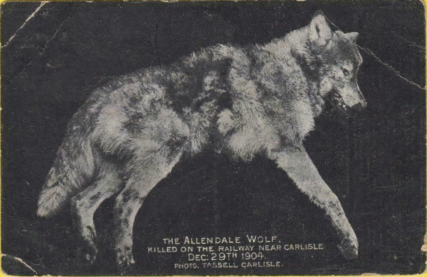 Ein Schwarz-Weiß-Foto eines Wolfs auf gelbem Hintergrund mit dem Text "Der Allendale Wolf auf der Eisenbahn nähe Carlisle getötet" darunter.