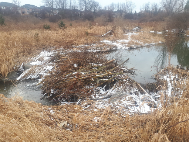 Ein kleiner Bach fließt durch eine grüne Wiese neben einem Wald, mit einem Haufen Zweige und Äste im Wasser, Bäume und Gebäude im Hintergrund und der Himmel oben sichtbar.