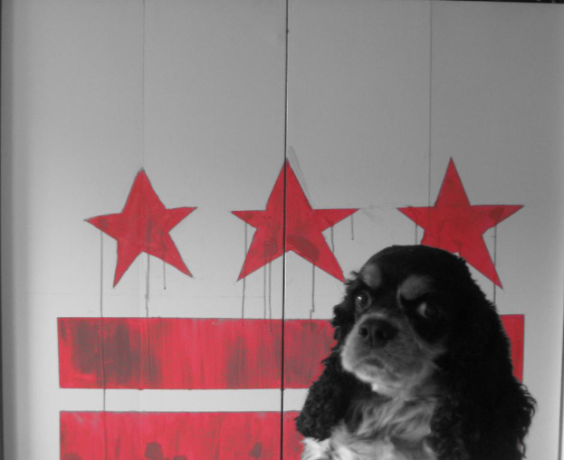 Ein Hund steht vor einer Wand mit Gemälden.